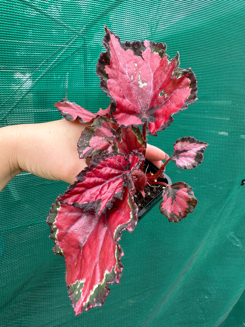 Begonia ‘Red Kiss’