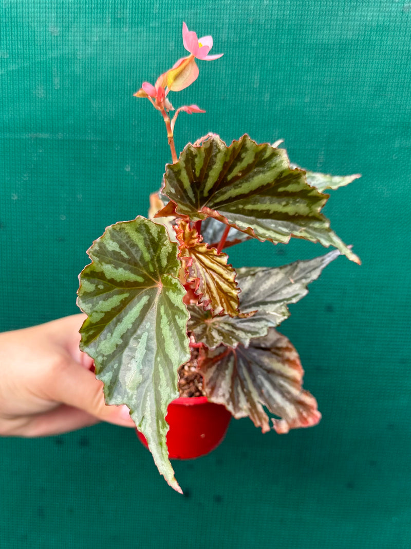 Begonia Irian Jaya NEW