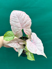 Syngonium ‘Pink Spot’