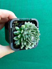 Sempervivum ‘Tiny Tots’