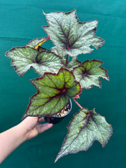 Begonia ‘Dark Whisper’