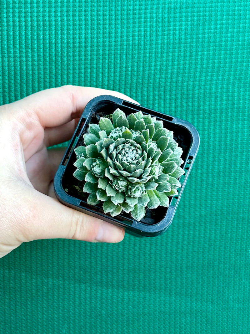 Sempervivum ‘Tiny Tots’