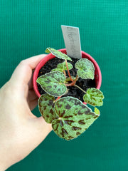 begonia austrovietnamica