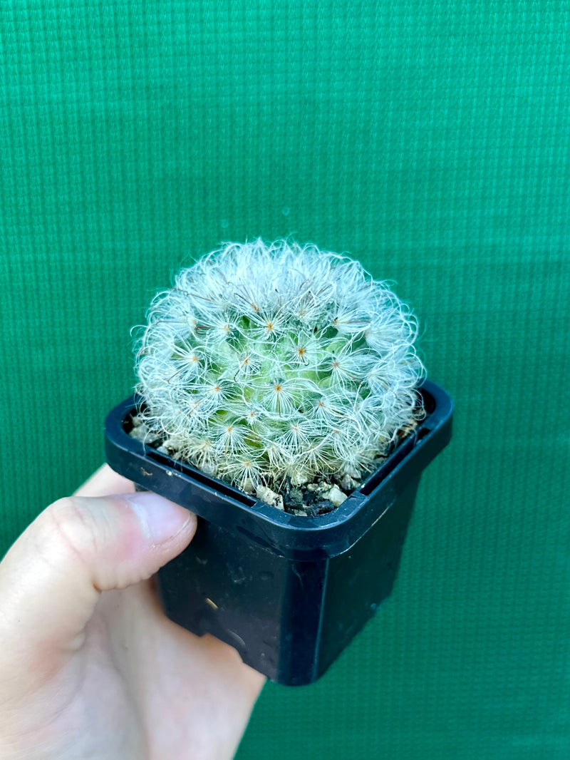 Mammillaria bocosana v splendens