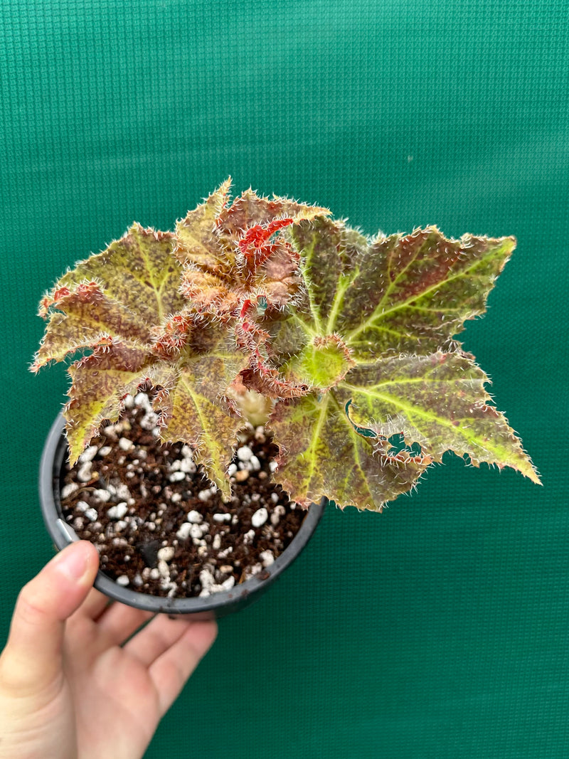 Begonia ‘Amber Lake’