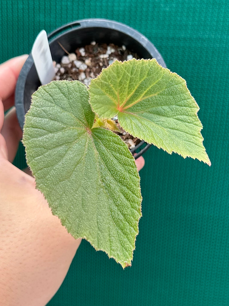 Begonia dipetala