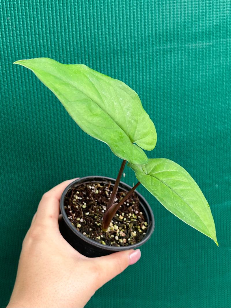 Syngonium 'Macrophyllum'