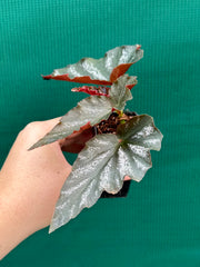 Begonia ‘Coccinea Tree Pink’