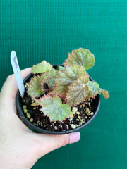 Begonia NOID 7