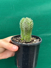 Crassula Buddah’s Temple NEW