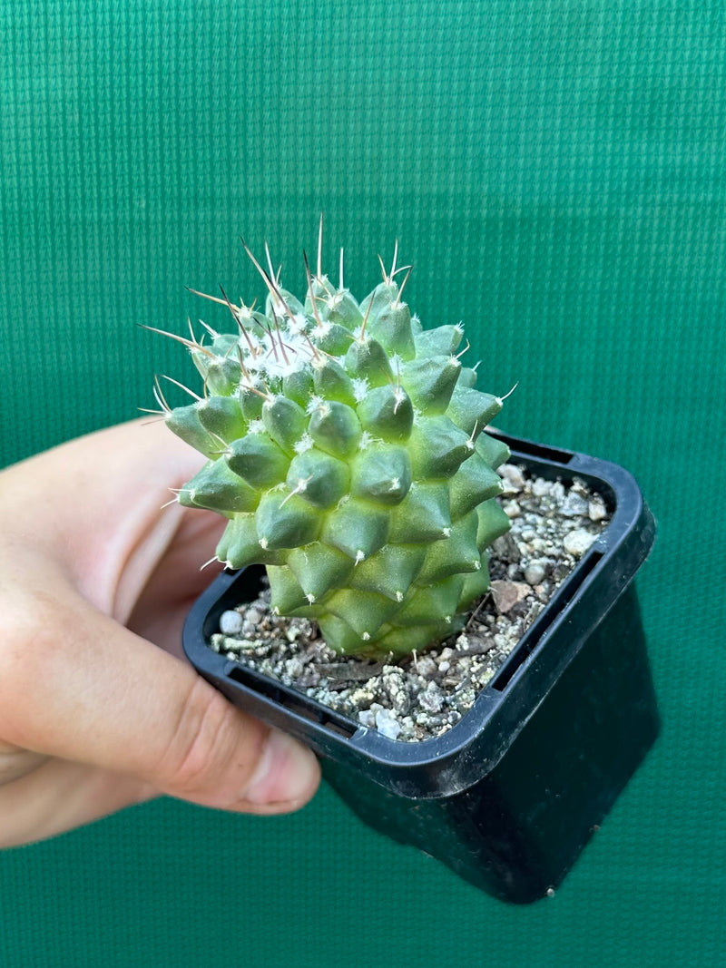 Mammillaria toluca