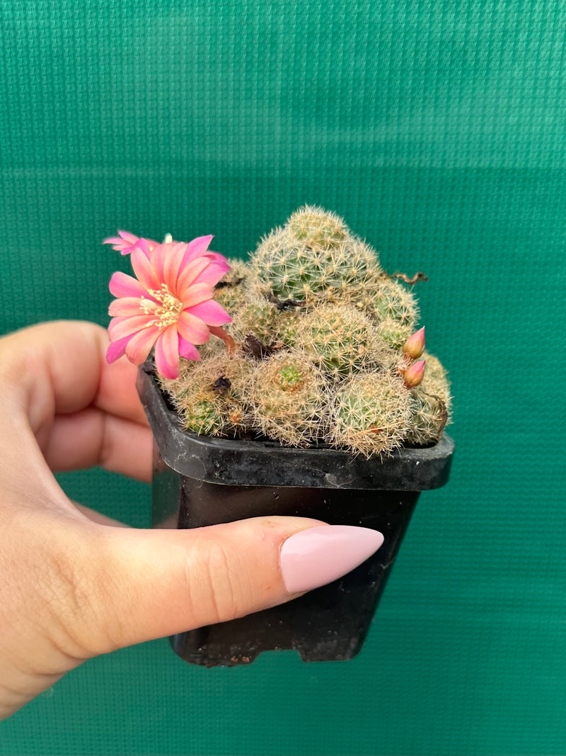 Rebutia pink sensation