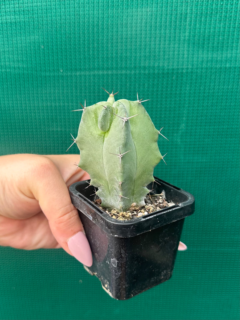 Grey Organ Pipe Cactus