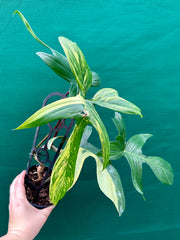 Philodendron ’Florida Beauty’