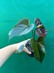 Anthurium NOID 1 NEW