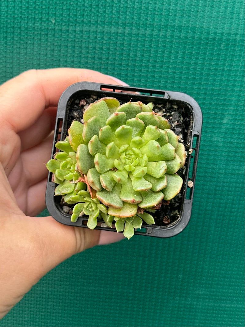 Echeveria ‘Minima White’