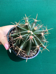 Ferocactus herrerae