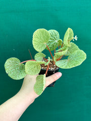 Begonia crispula