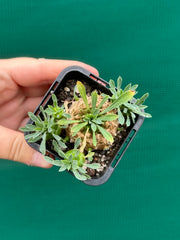 Euphorbia ‘Pineapple Head’ NEW