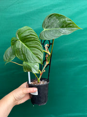 Philodendron 'Majestic' (Verrucosum x Sodiroi)