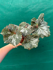 Begonia NOID 47 NEW