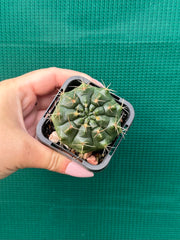 Glymnocalycium