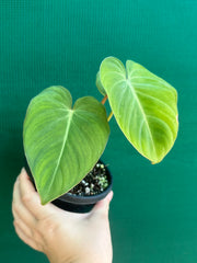 Philodendron ‘Gloriosum’