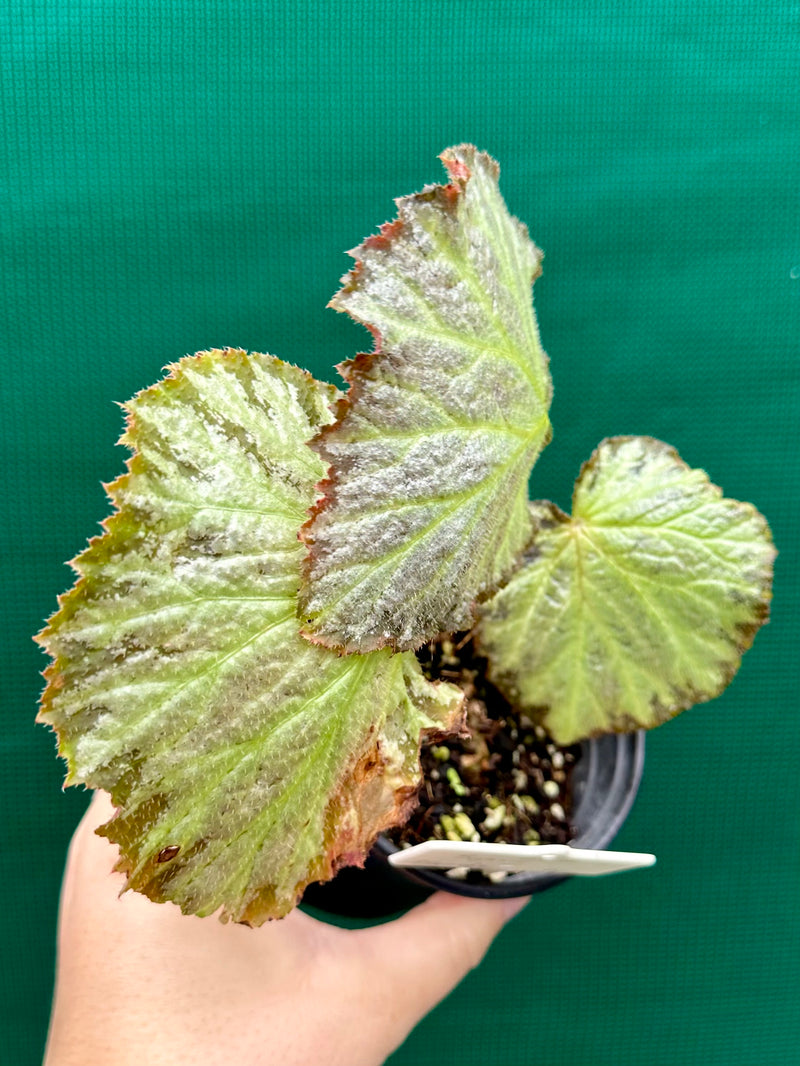 Begonia ‘Blanche’