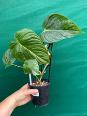 Philodendron 'Majestic' (Verrucosum x Sodiroi)