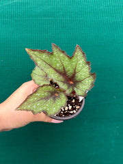 Begonia ‘Dark Whisper’