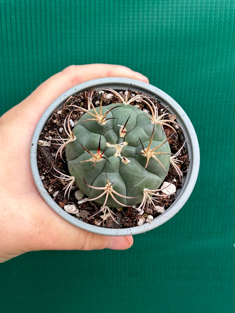 gymnocalycium (assorted)