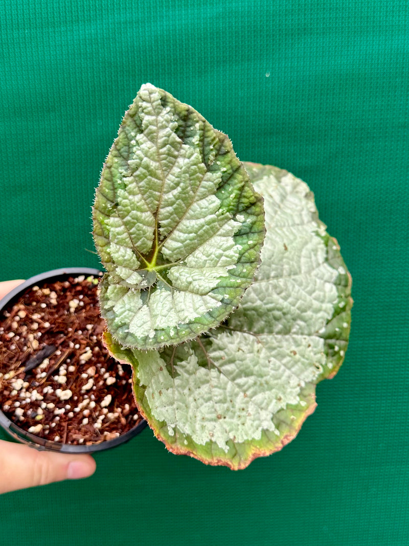 Begonia ‘Old Blue’