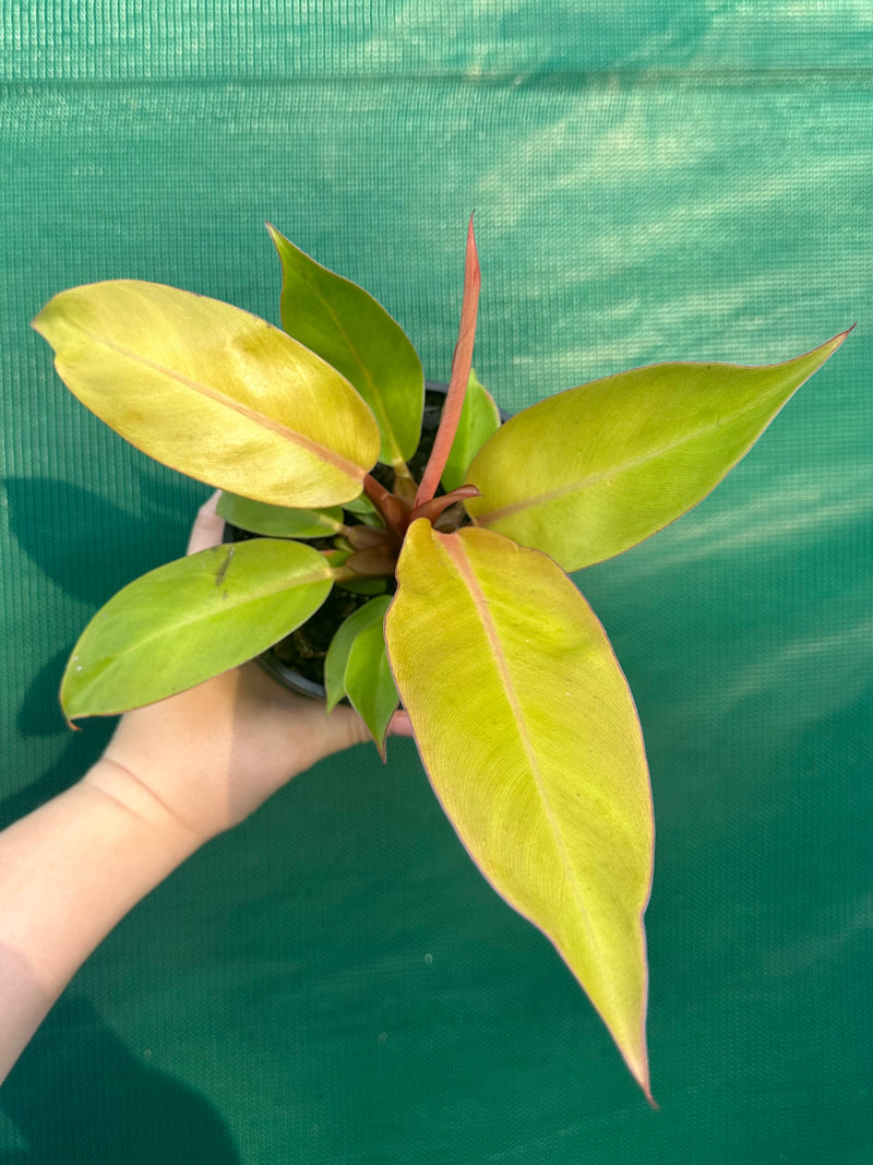 Philodendron ‘Prince of Orange’ NEW