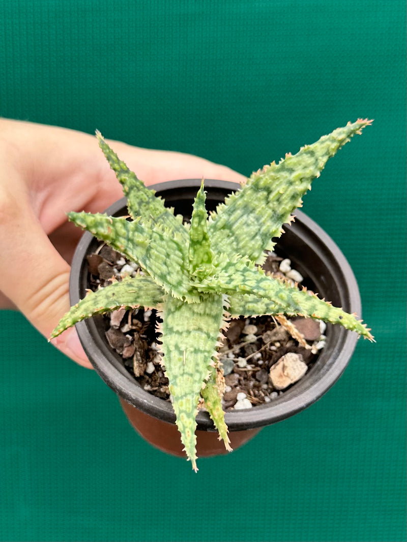 Aloe ‘Fantasy Hybrid’ NEW