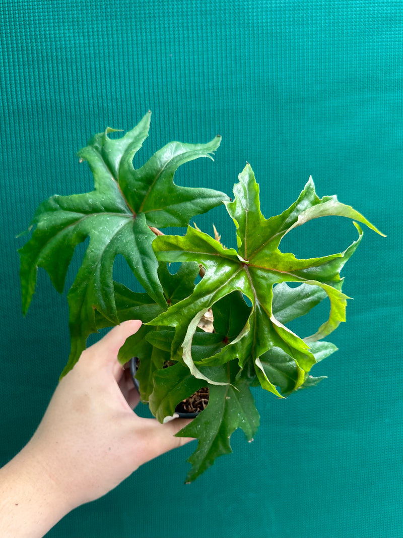 Begonia crassicaulis (species) NEW