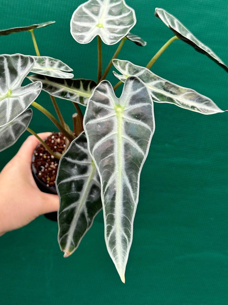 Alocasia ‘Bambino’