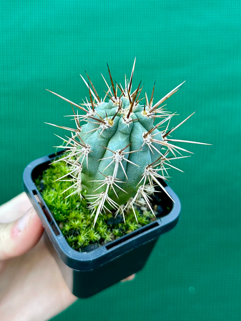 Azureocereus hertlingianus ‘Azure Torch Cacti’ NEW