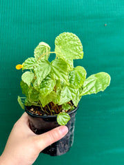 Begonia buttercup (yellow flowers)