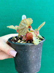 Begonia NOID 7