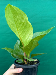 Anthurium Jenmanii