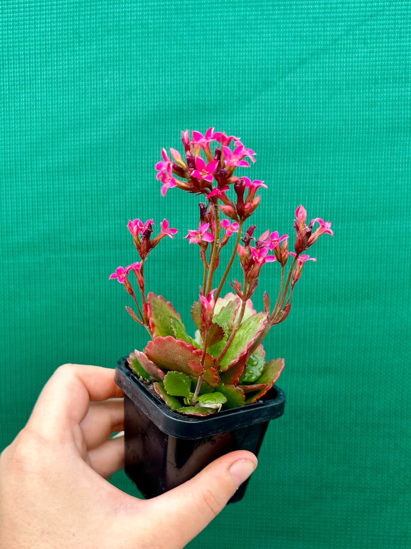 Kalanchoe blossfeldiana NEW