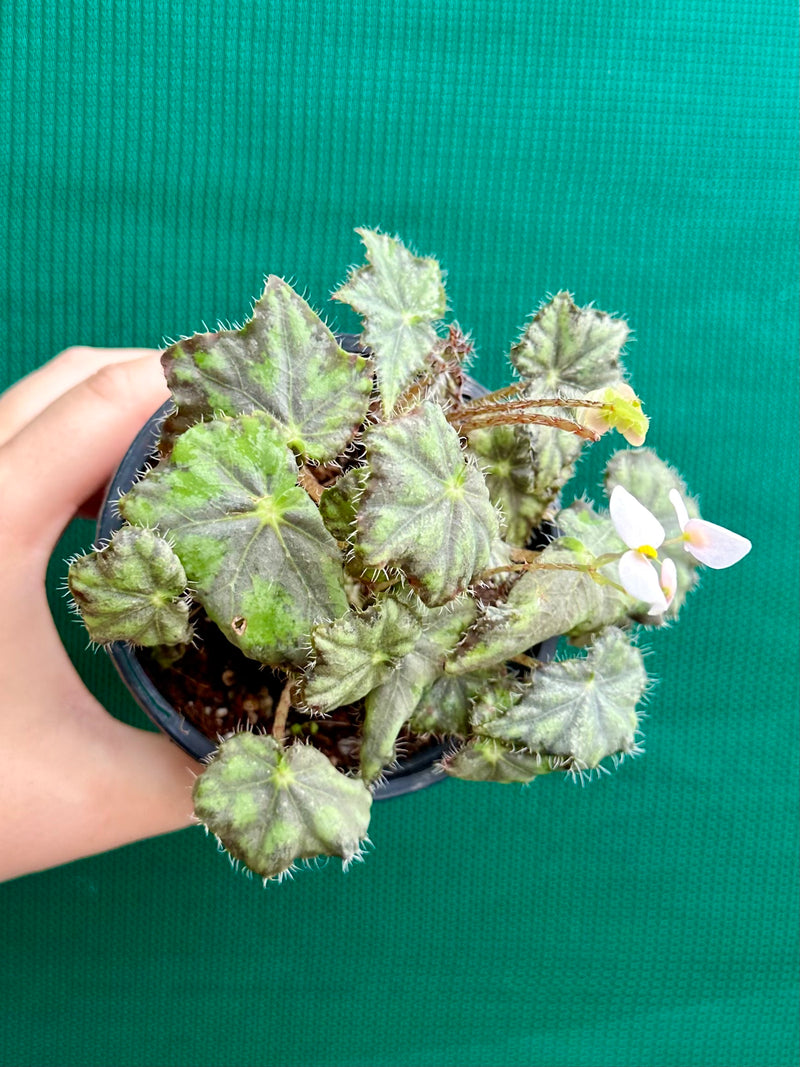 Begonia ‘Warden Bend’