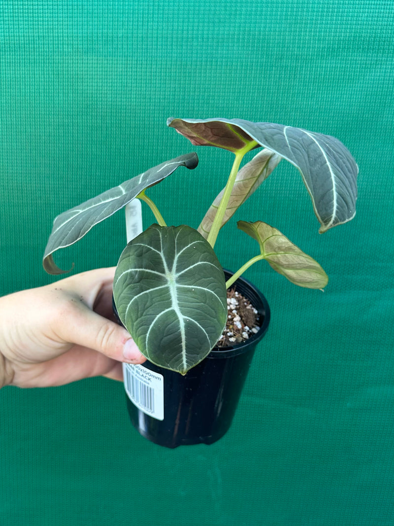 Alocasia ‘Black Velvet’