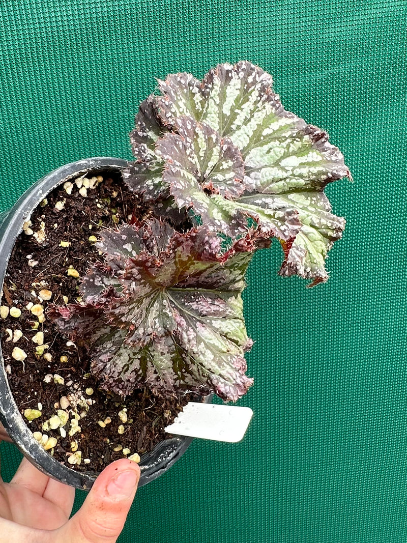 Begonia ‘Sun Seeker’ NEW