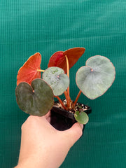 Begonia Lyman-Smithii NEW