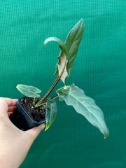 Alocasia ‘Lauterbachiana’ NEW