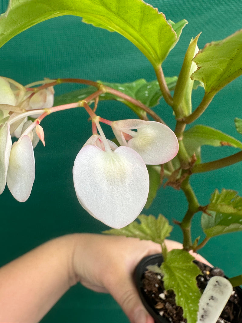 Begonia ‘Sophie Cecile’