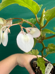 Begonia ‘Sophie Cecile’