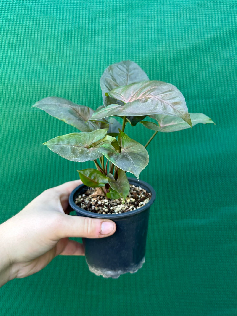 Syngonium 'Berry’