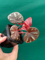 Begonia balansana NEW